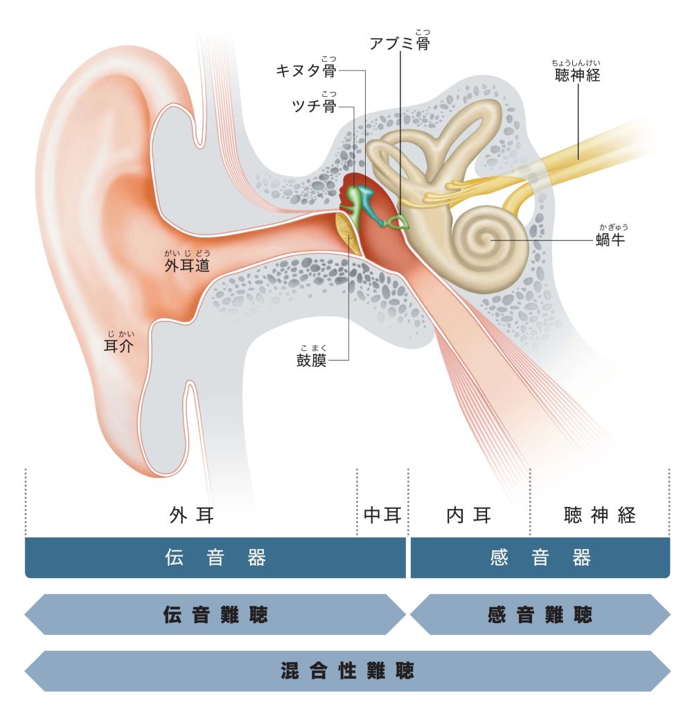 耳の構造と難聴の種類