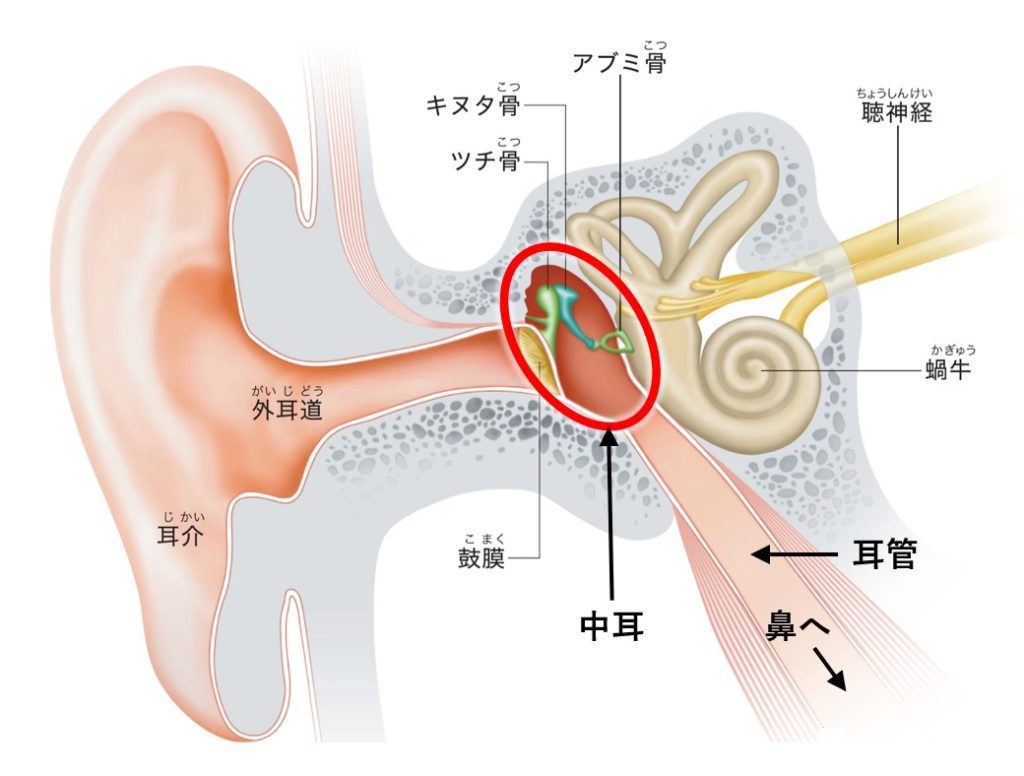 耳の構造図、耳管と中耳のつながりを説明