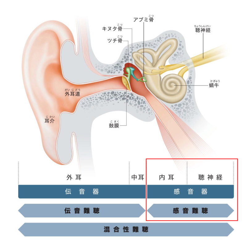 耳の構造感音難聴