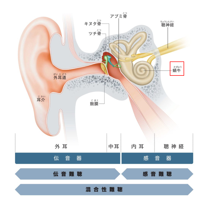 耳の構造蝸牛